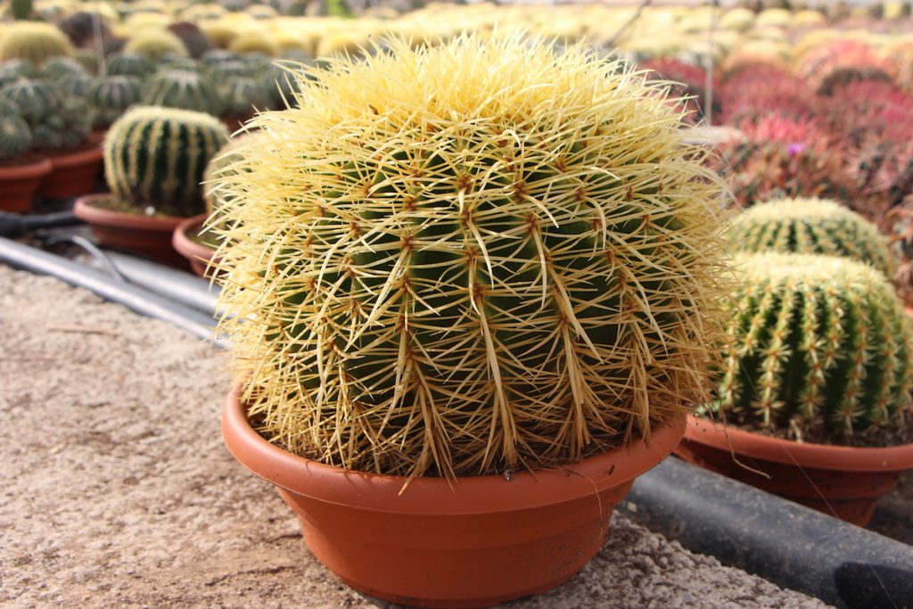 Echinocactus grusonii comprar online jardin postal cactus suculentas