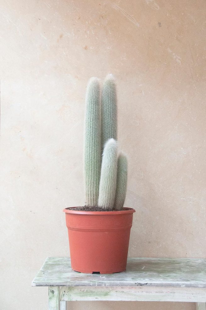 Comprar Cleistocactus strusii antorcha plateada cuidar, riegos, luz, jardín postal cactus suculentas