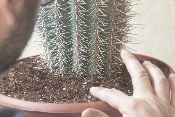 Pachycereus pringlei jardin postal cactus suculentas