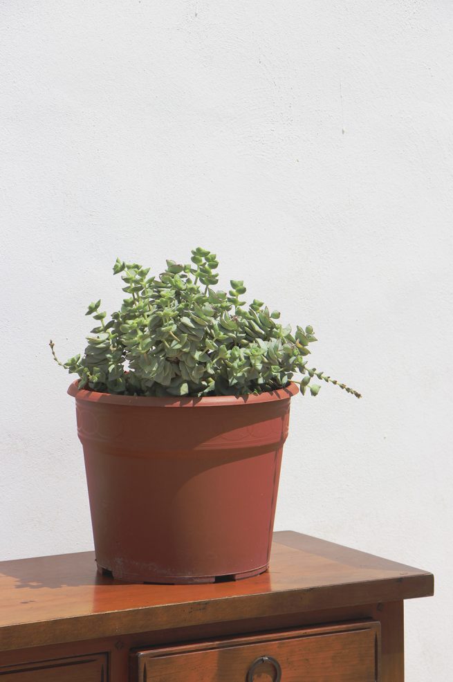 Crassula perforata (Collar de viña) suculenta jardin postal cactus vivero maceta
