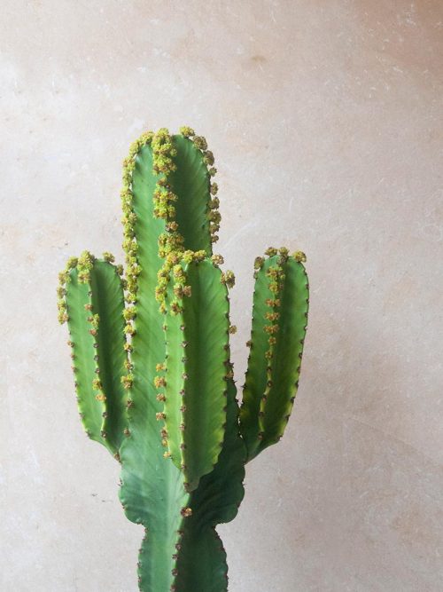euphorbia ingens jardin postal comprar online cactus y suculentas