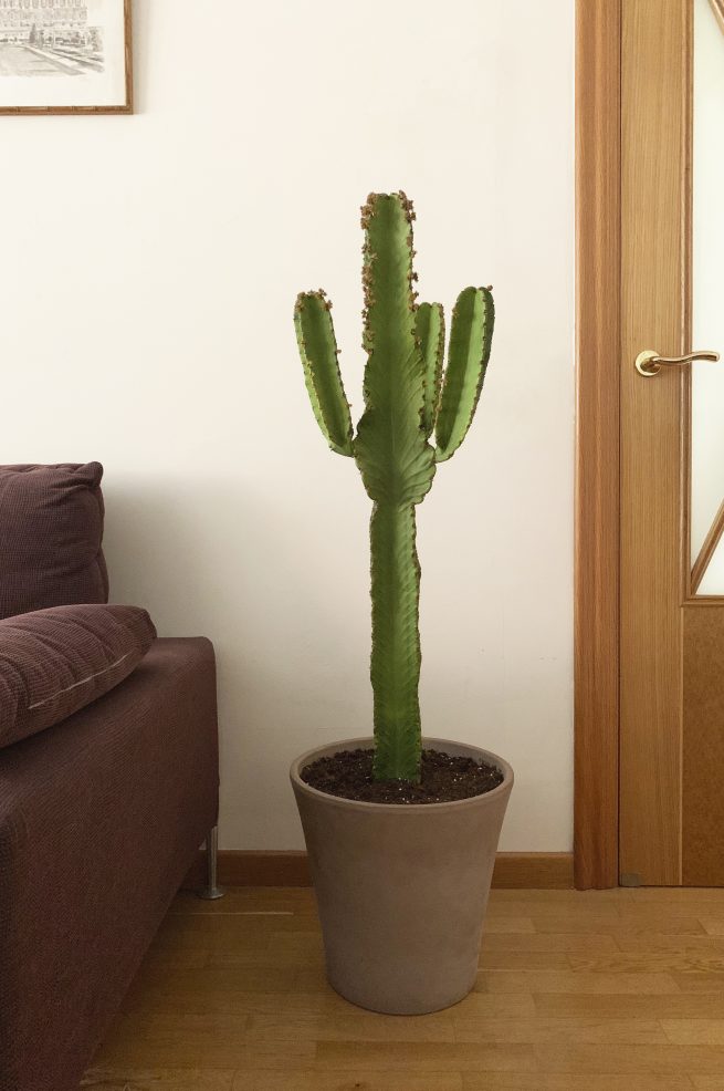 euphorbia ingens arbol candelabro jardin postal comprar cactus y suculentas