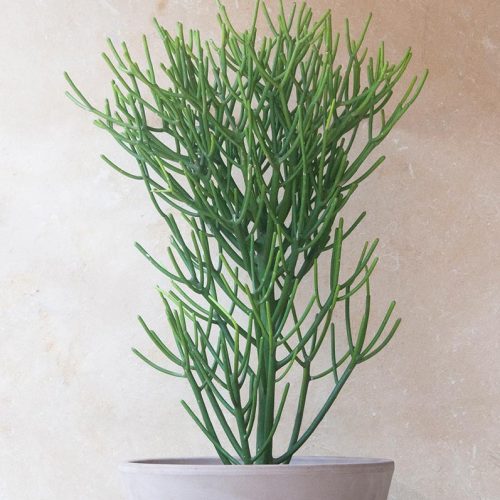 Euphorbia tirucalli (Árbol de goma)