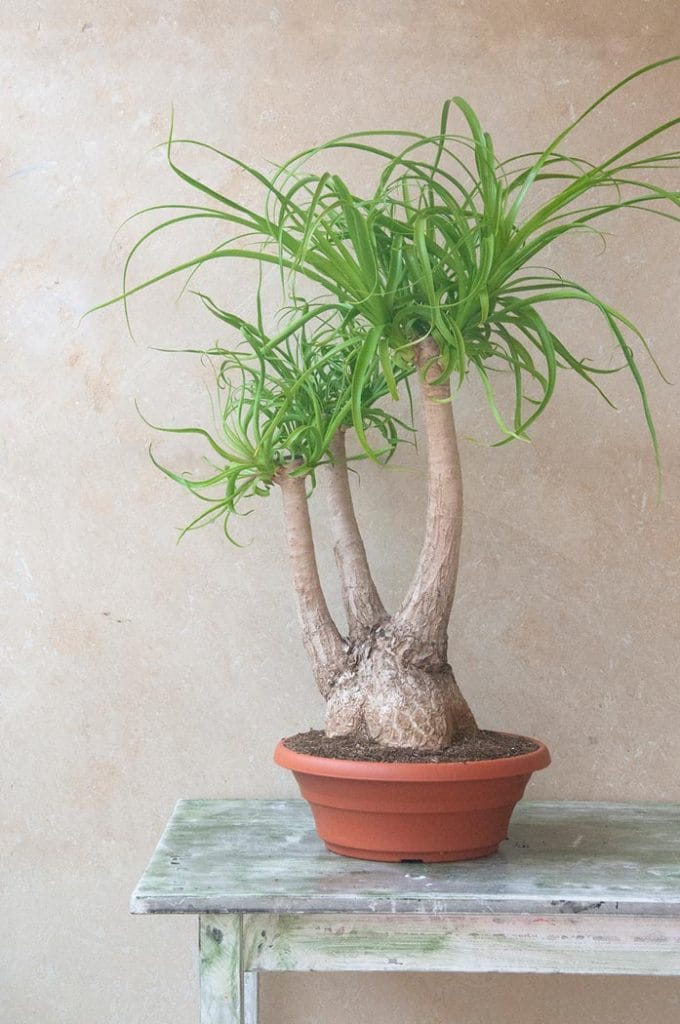 Comprar beaucarnea recurvata pata de elefante jardin postal cactus suculentas