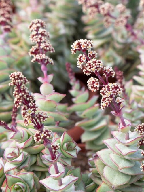 Comprar crassula perfo