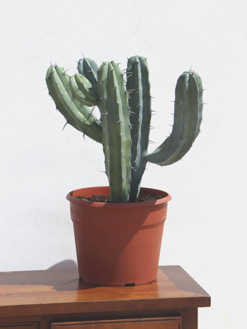 Myrtillocactus geometrizans (Garambullo) comprar online cactus y suculentas jardin postal