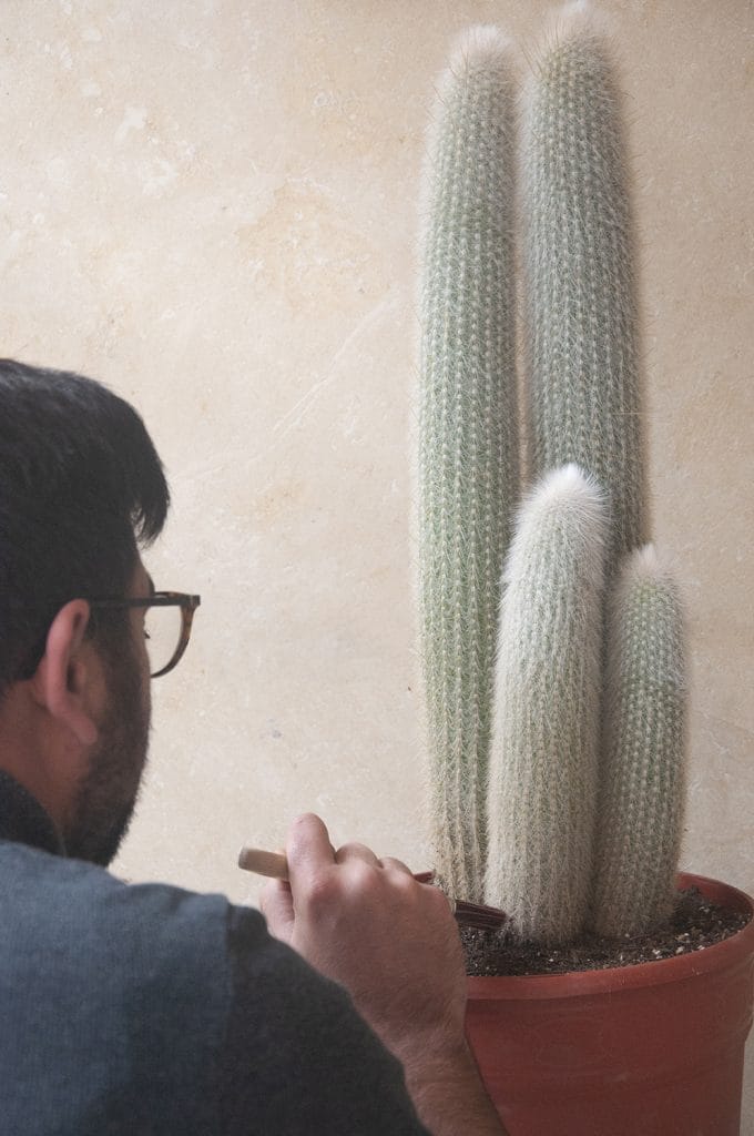 Comprar cleistocactus strausii