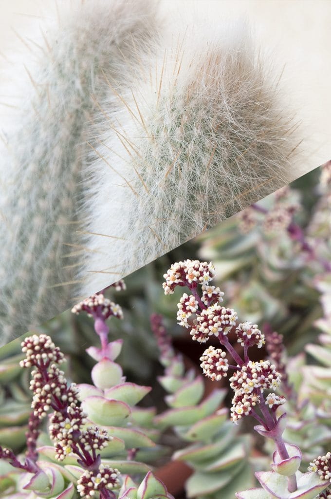 diferencias cactus y suculentas jardin postal