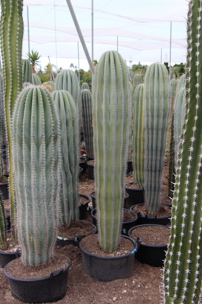 Comprar cactus naturales grandes online