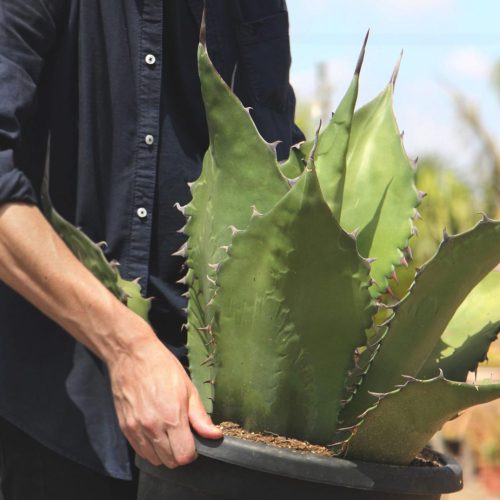 Agave Ferox jardin postal comprar online cactus suculentas