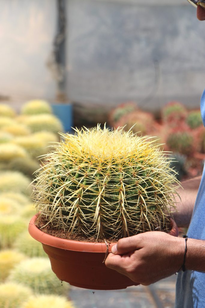 Echinocactus grusonii asiento de la suegra jardin postal comprar online cactus suculentas cuidados 