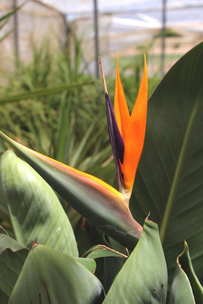 Strelitzia reginae