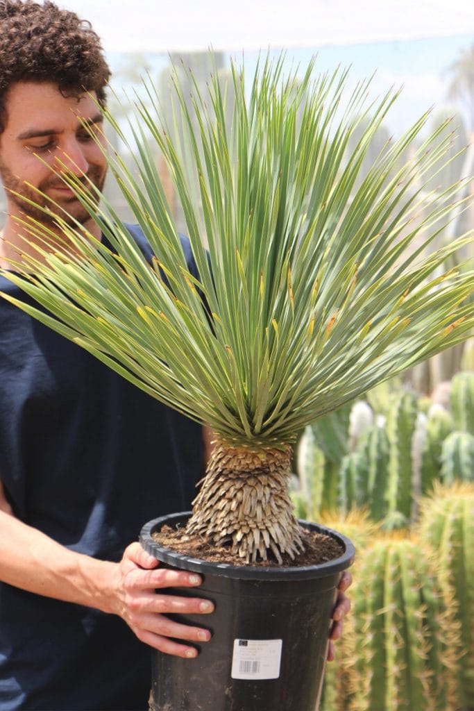 Comprar Yucca rostrata Jardín Postal