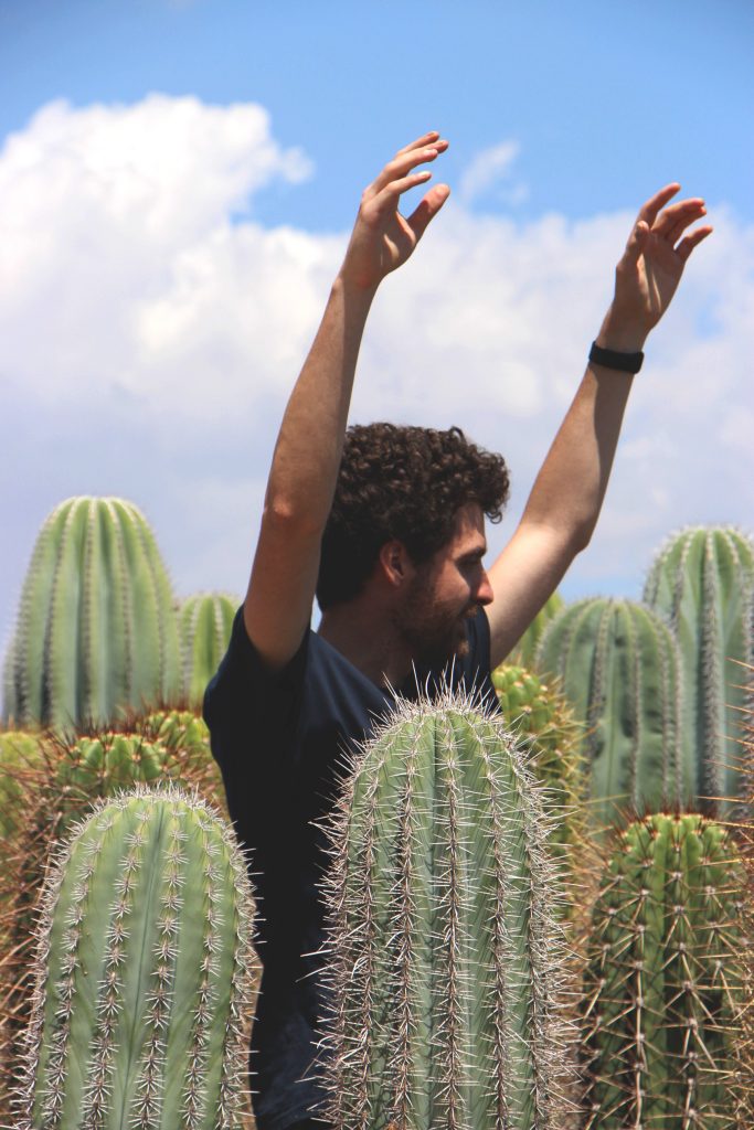 compar online cactus naturales grandes 