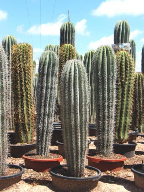 cactus natural grande comprar online jardin postal