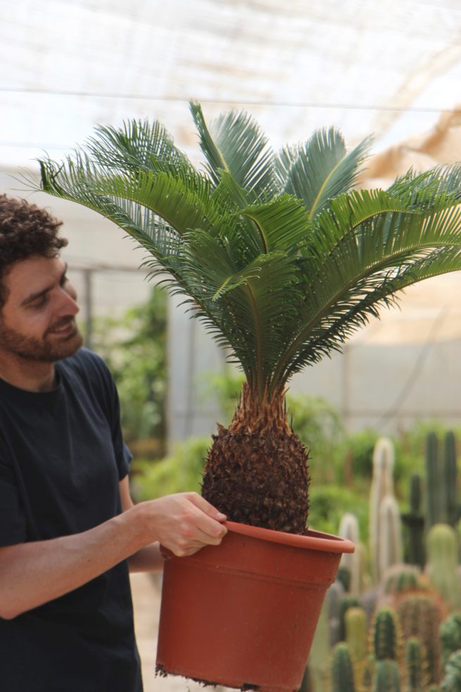 cycas revoluta cica palma de sagú jardin postal comprar online cactus suculentas palmeras