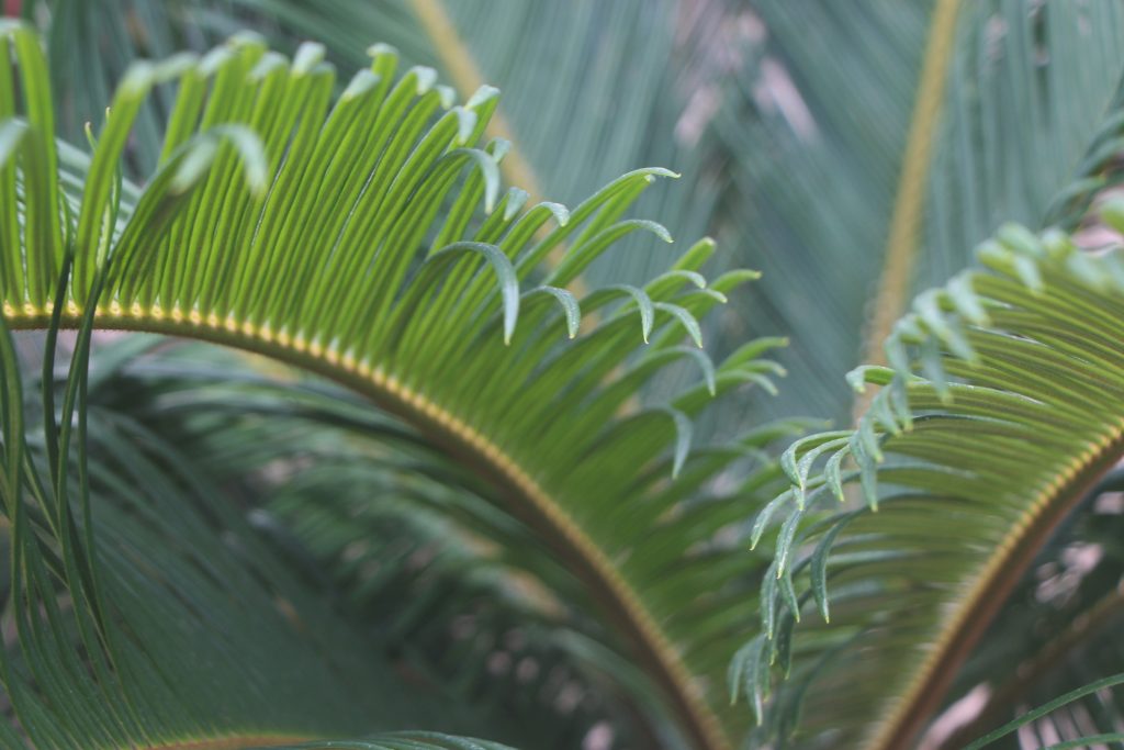cycas revoluta cica palma de sagú jardin postal comprar online cactus suculentas palmeras hojas