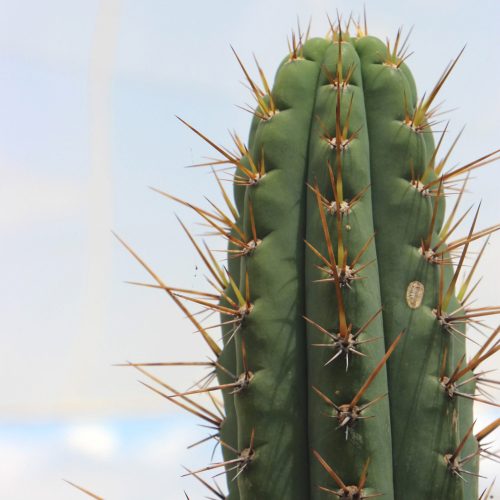 Comprar Cactus San Pedro Echinopsis pachanoi
