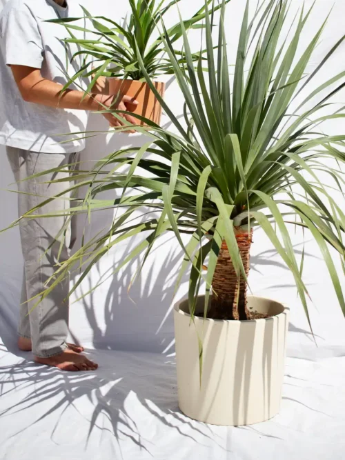 dracaena draco drago de canarias jardin postal grande en maceta blanca
