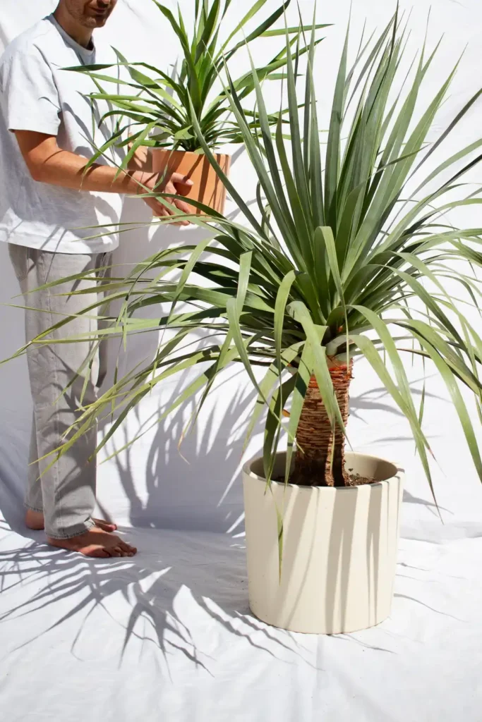 dracaena draco drago de canarias jardin postal grande en maceta blanca