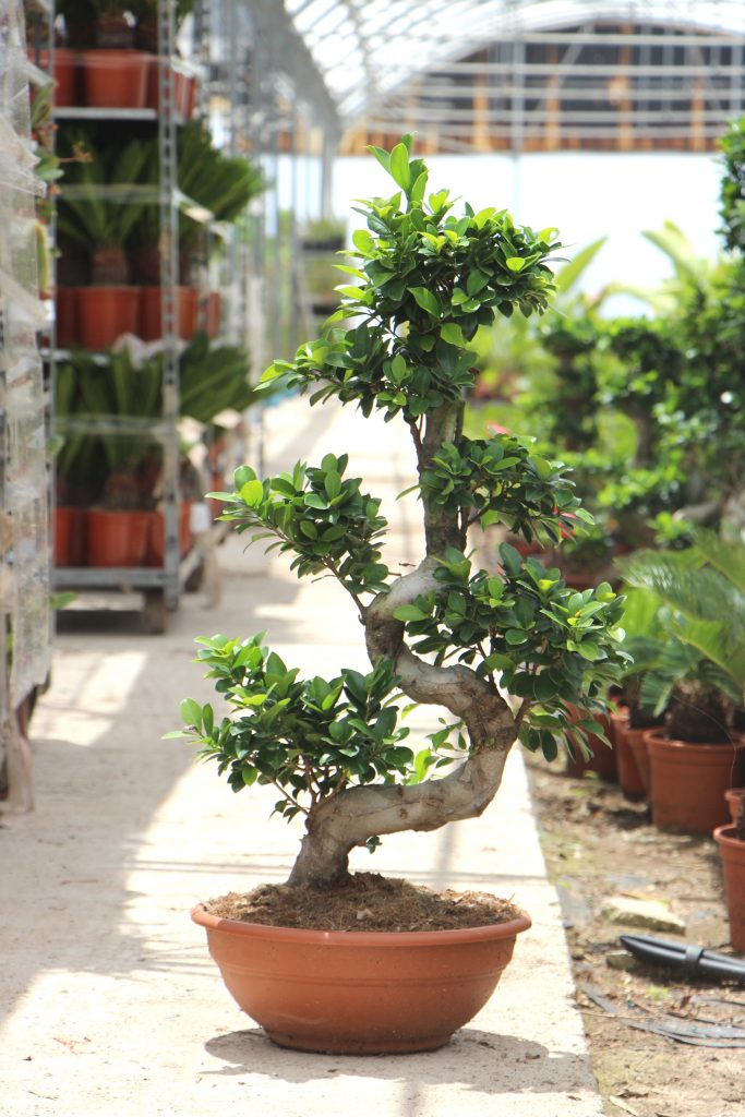 Ficus microcarpa ginseng Jardin postal