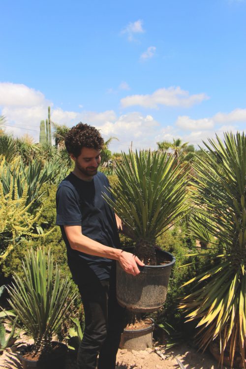 Yucca filifera comprar online jardin postal