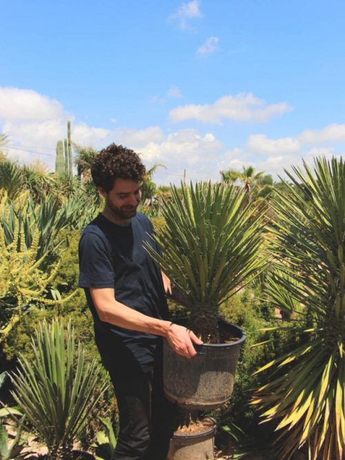 Yucca filifera comprar online jardin postal