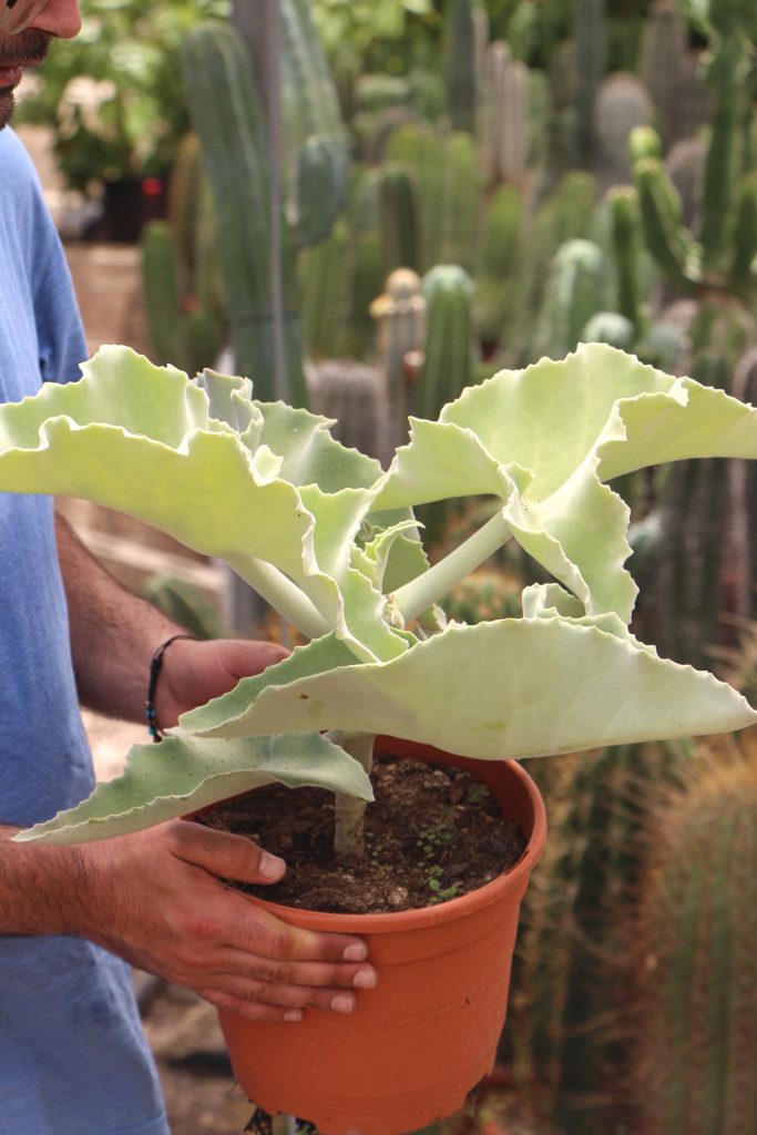 Kalanchoe beharensis (oreja de elefante) Comprar online suculentas cactus Jardín Postal vivero Cuidados y características