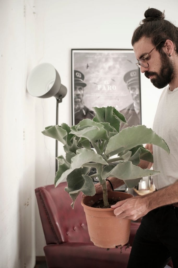 Comprar kalanchoe beharensis oreja de elefante