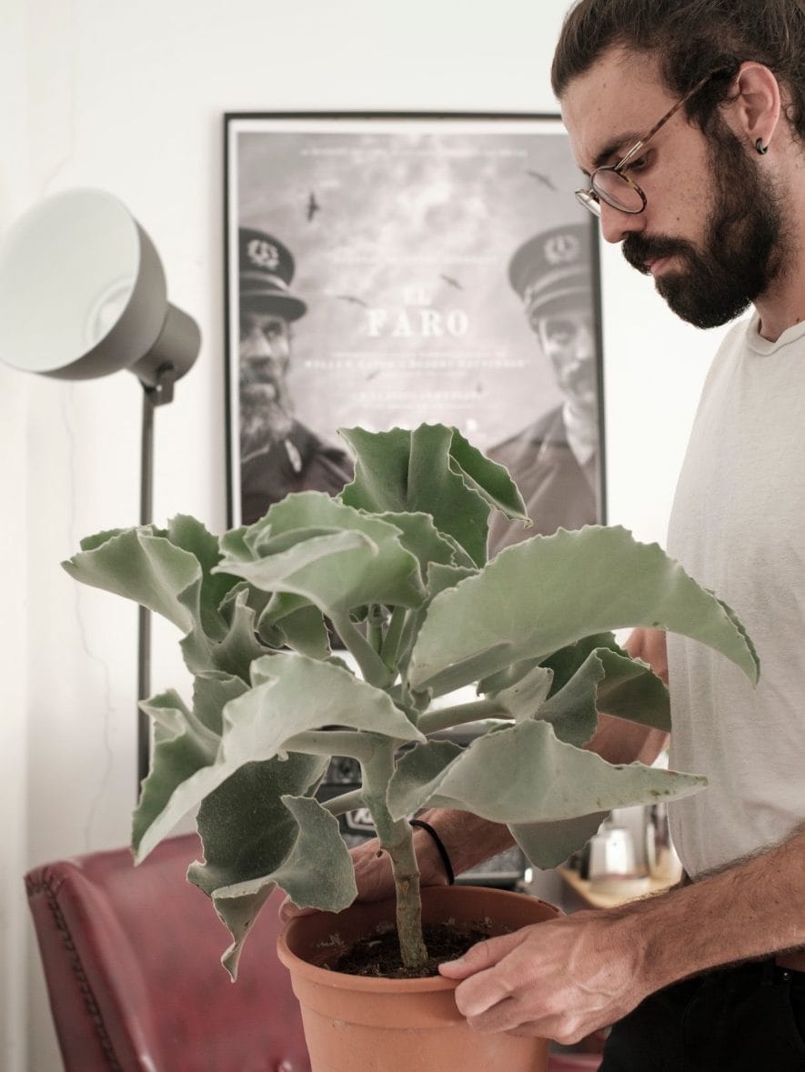 Kalanchoe beharensis (oreja de elefante) Comprar online suculentas cactus Jardín Postal vivero Cuidados y características