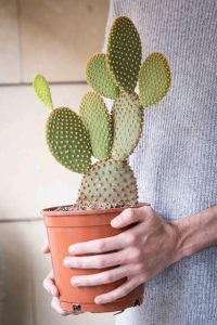 comprar online Opuntia Microdasys (Nopalillo) Jardin Postal cactus suculentas