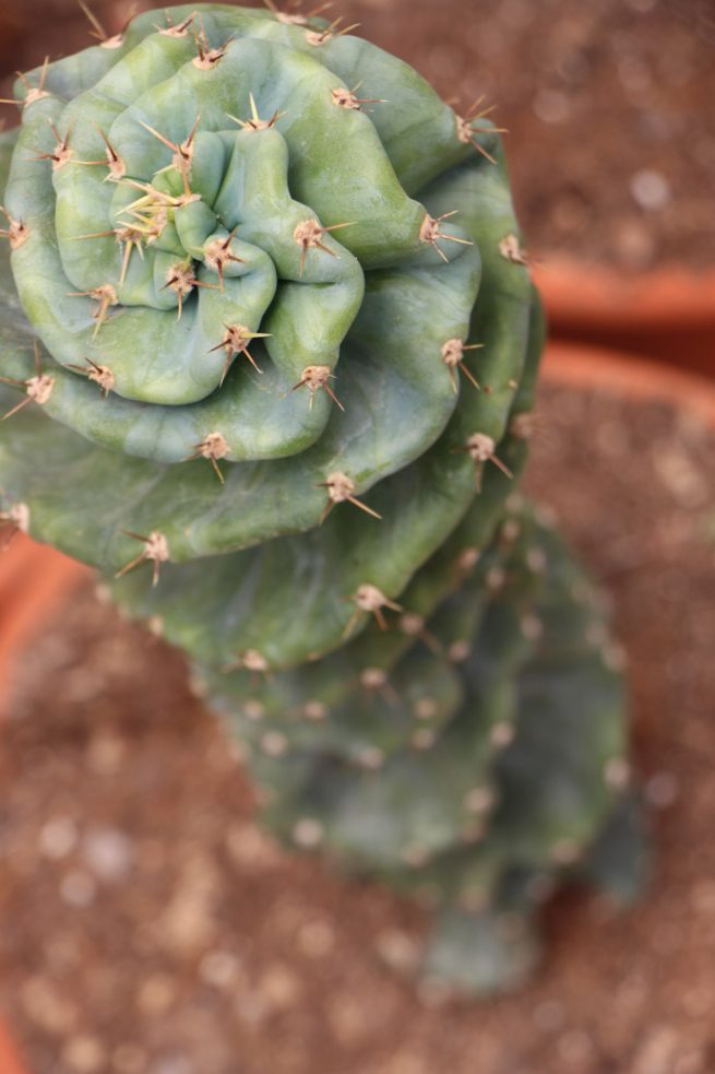 Comprar online cereus spiralis cactus espiral