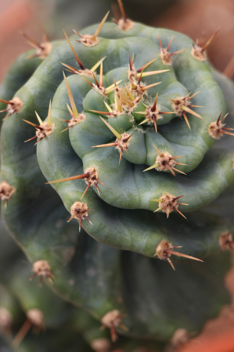 Armonía Pelágico África Comprar Cereus Spiralis (Cactus Espiral) - Jardín Postal