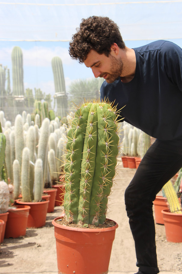 características cuidados Trichocereus pasacana Jardin Postal cactus suculentas