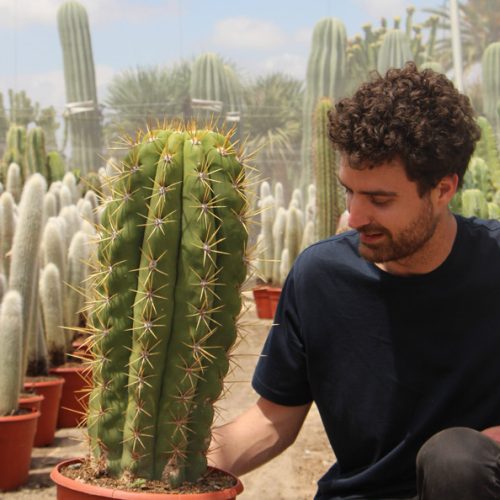 comprar online Trichocereus pasacana Jardin Postal cactus suculentas