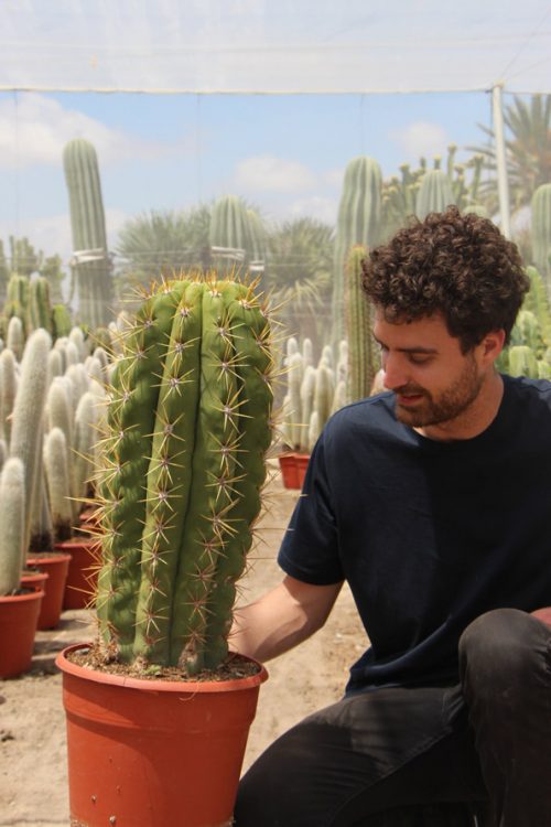 comprar online Trichocereus pasacana Jardin Postal cactus suculentas