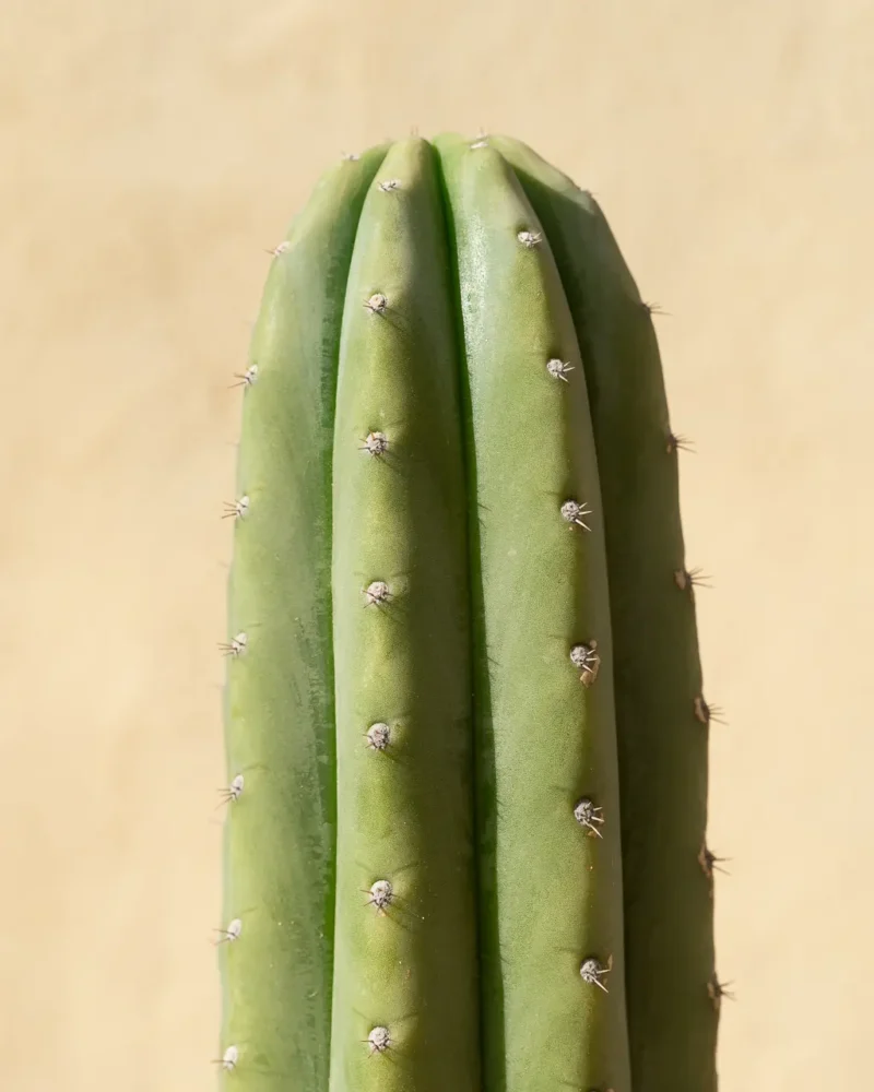 Cactus San Pedro (Echinopsis pachanoi) - Imagen 3