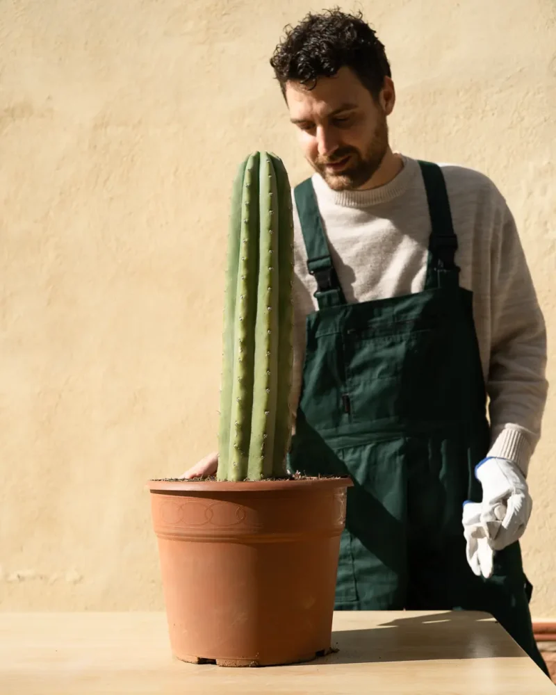 Cactus San Pedro (Echinopsis pachanoi)