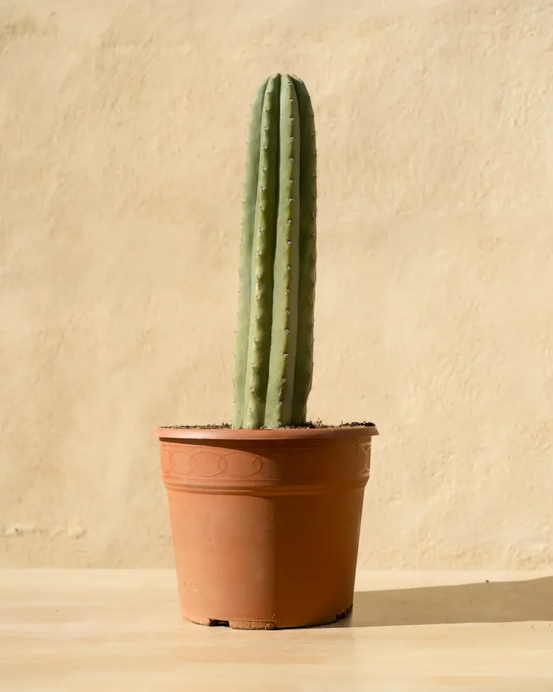 Cactus San Pedro (Echinopsis pachanoi) - Imagen 2