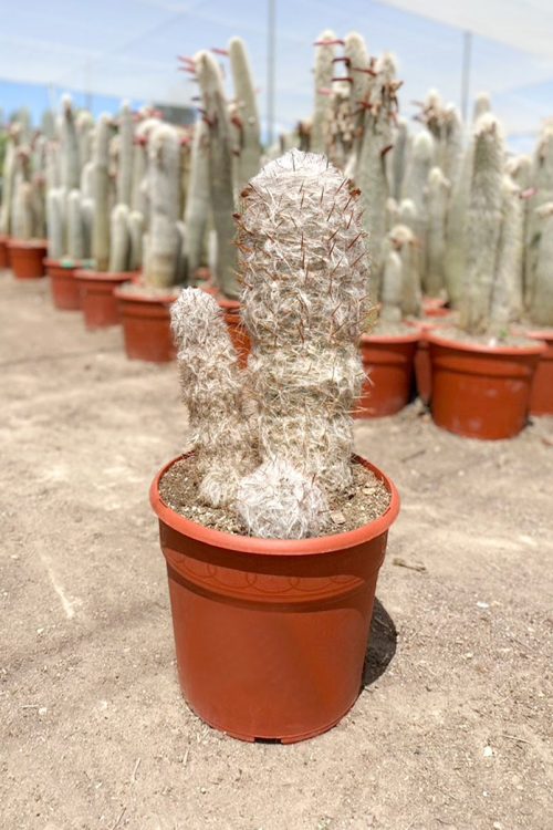 oreocereus trollii comprar cactus y suculentas