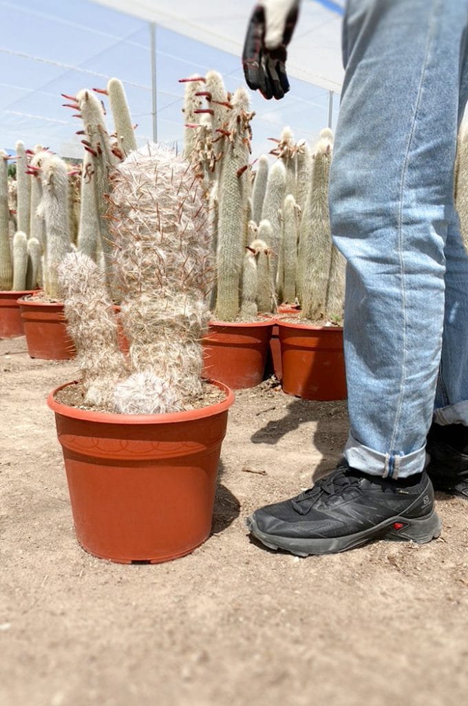 oreocereus trollii comprar cactus y suculentas