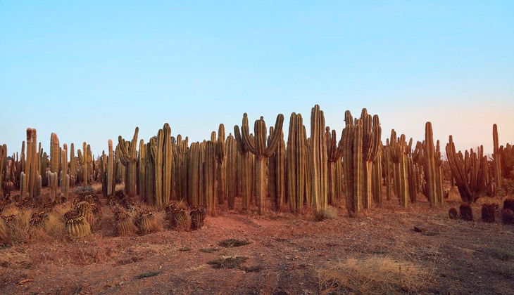 cuidados de los cactus en invierno