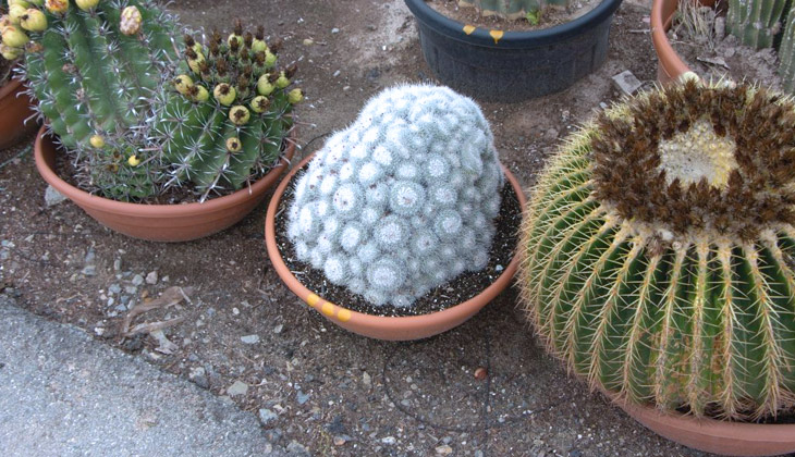 cuidados de los cactus en invierno