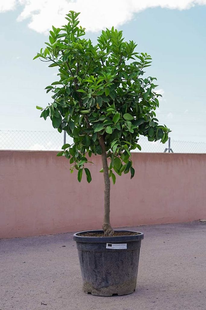 limonero-grande-citrus-limon
