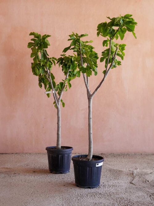 Higuera (Ficus carica)