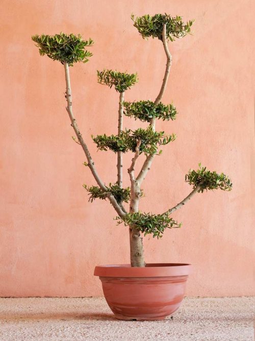 olivo-ornamental-ramificado-grande-arbol