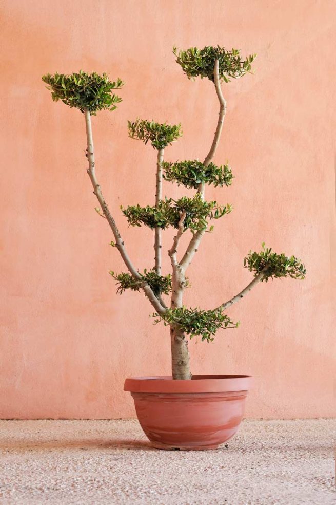 olivo-ornamental-ramificado-grande-arbol