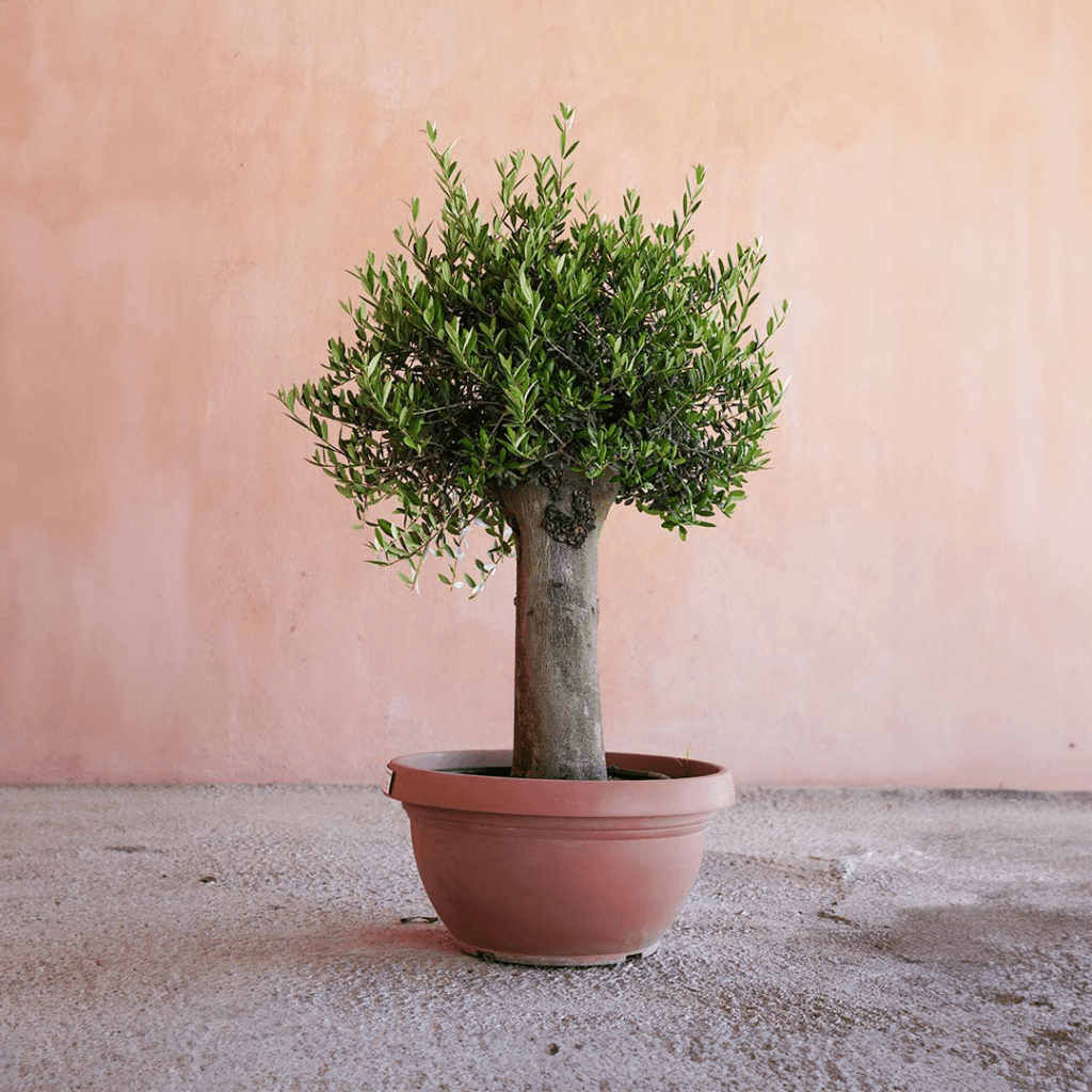 olivo rústico de tamaño grande