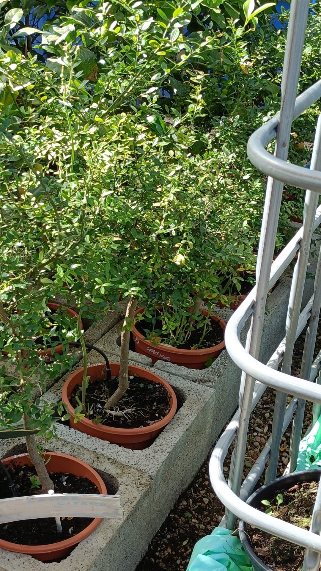 Caviar cítrico (Citrus australasica, citrus caviar) - Imagen 3