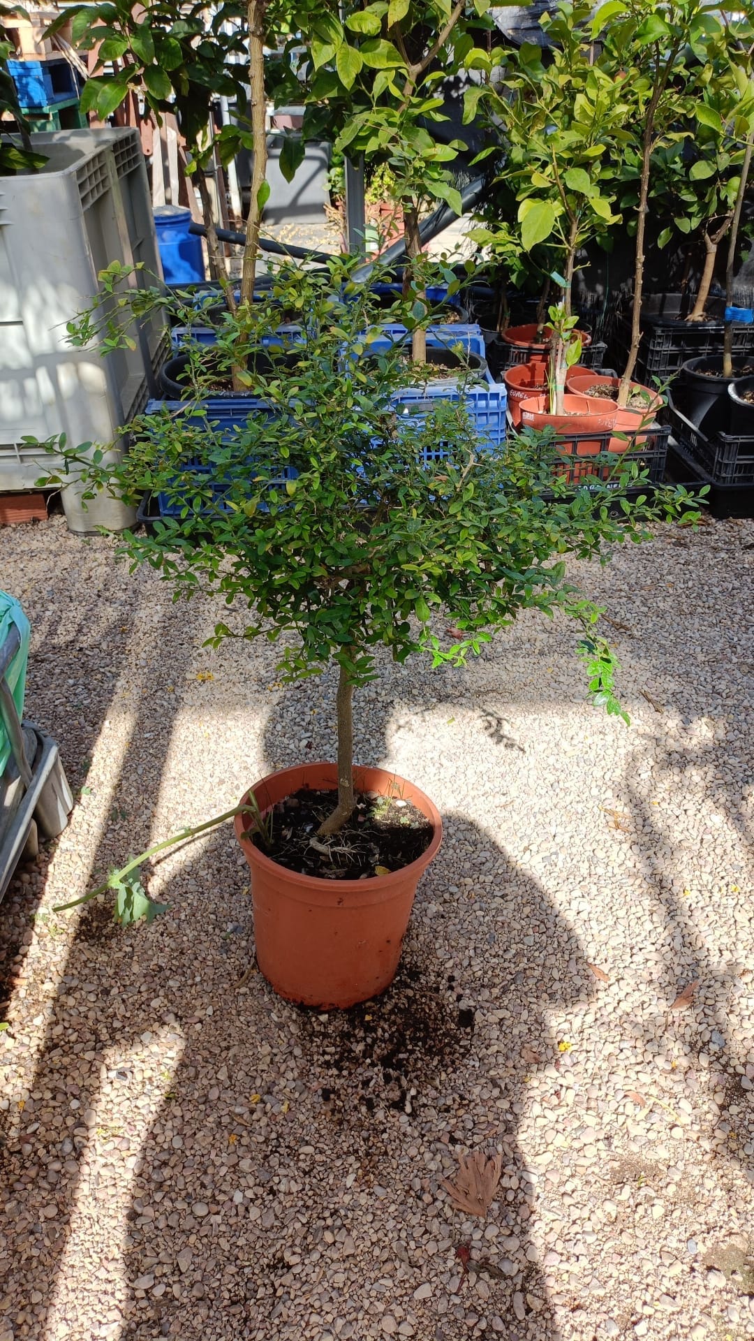 Caviar cítrico (Citrus australasica, citrus caviar) - Imagen 2